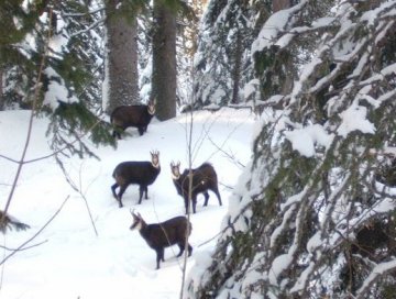 Chamois Hunting